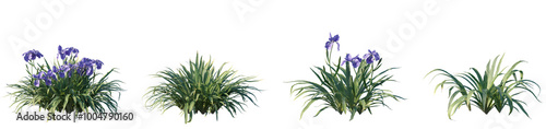 Set of frontal Iris tectorum (known as roof iris, Japanese roof iris and wall iris) isolated png on a transparent background perfectly cutout high resolution