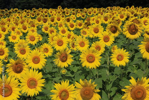 golden petals of sunflowers in a field on a bright sunny day