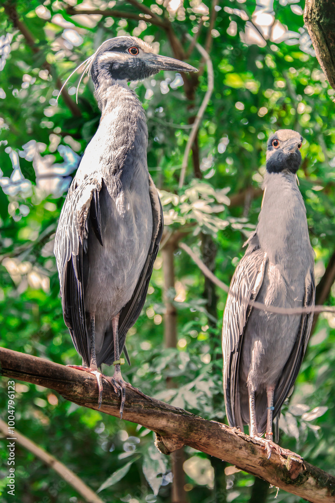 The yellow-crowned night heron, Nyctanassa violacea, is one of two species of night herons found in the Americas. Tampa, Florida, USA, 2019 The yellow-crowned night heron, Nyctanassa violacea, is one of two species of night herons found in the Americas. Tampa, Florida, USA, 2019