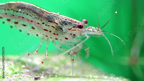 Amano shrimp moves its paws, eats algae. Close-up view Caridina multidentata japonica shrimp. green background