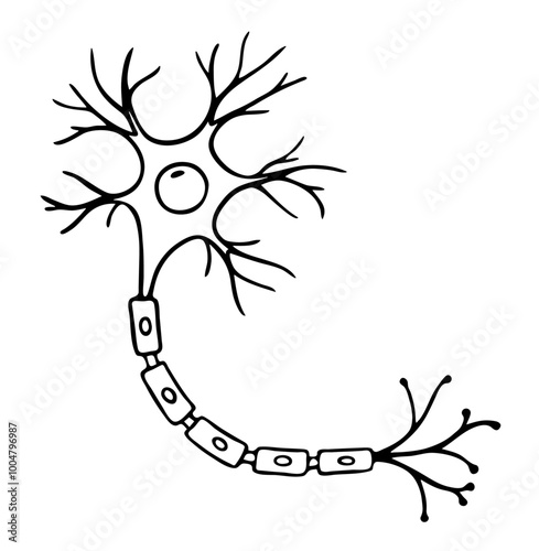 Vector line Illustration of neuron anatomy. Doodle style. Hand drawn