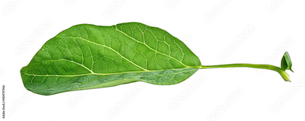 Fototapeta premium A single pea leaf