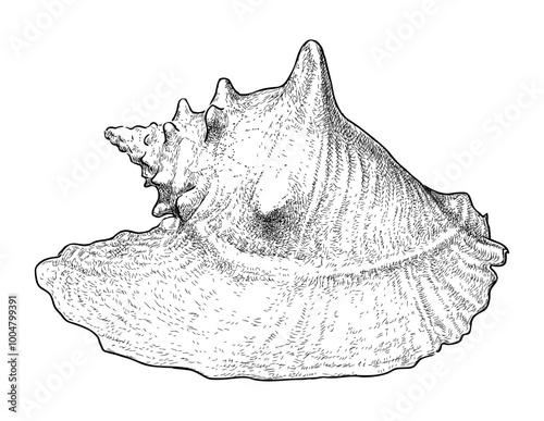 Sketch of big seashell, realistic hand drawing, vector illustration, isolated on white