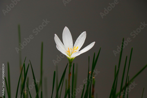 White windflower, Peruvian swamp lily, Zephyranthes candida, perennial bulbous herb with long linear green basal leaves and flowers on long stalk, autumn flowering photo