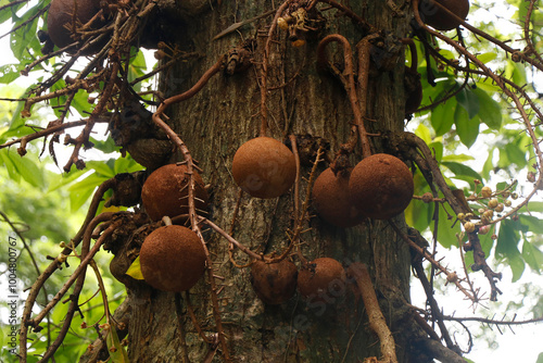 Couroupita guianensis, known as cannonball tree,is a deciduous tree in the flowering plant familyLecythidaceae. potential medicinal uses and cultural and religious significance photo