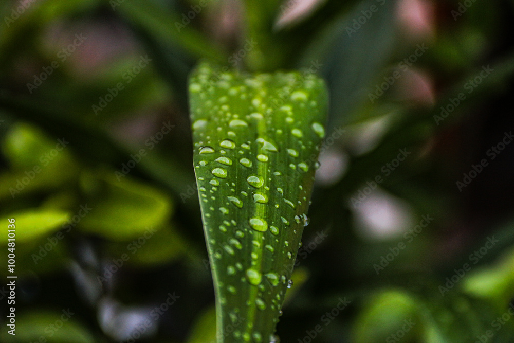 Beautiful large drop morning dew in nature, selective focus. Drops of clean transparent water on leaves. Beautiful large drop morning dew in nature, selective focus. Drops of clean transparent water on leaves.