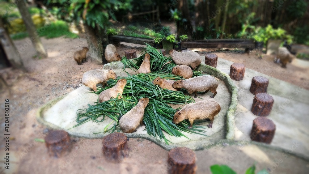 heartwarming scene of a large group of capybaras gathered together ...