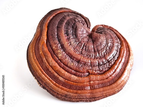 Lingzhi or red reishi mushroom isolated on white background. Ganoderma sichuanense. Traditional Chinese herb photo