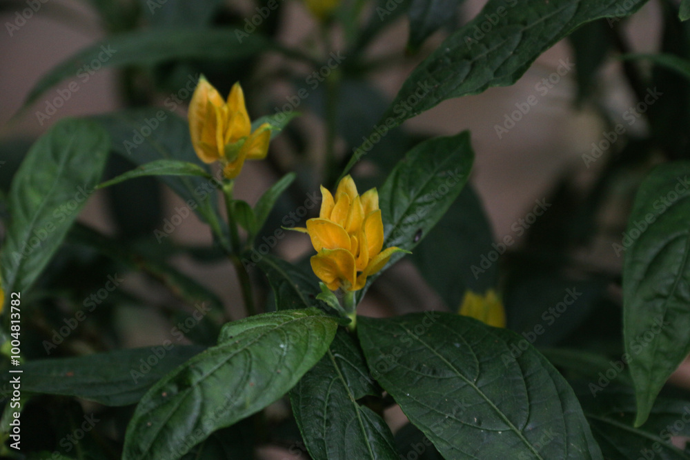 Exotic yellow flower, Acanthaceae Pachystachys Lutea, known by the common names lollipop plant golden shrimp. Exotic yellow flower, Acanthaceae Pachystachys Lutea, known by the common names lollipop plant golden shrimp.