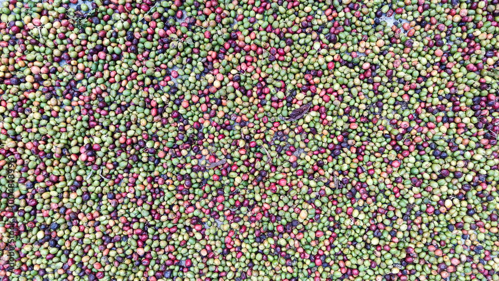 Indonesian Arabica coffee tree, in Curup Bengkulu the most superior coffee Indonesian Arabica coffee tree, in Curup Bengkulu the most superior coffee