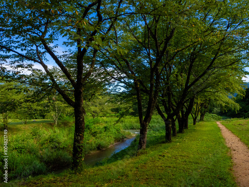 新緑と春の公園 長野県白馬村