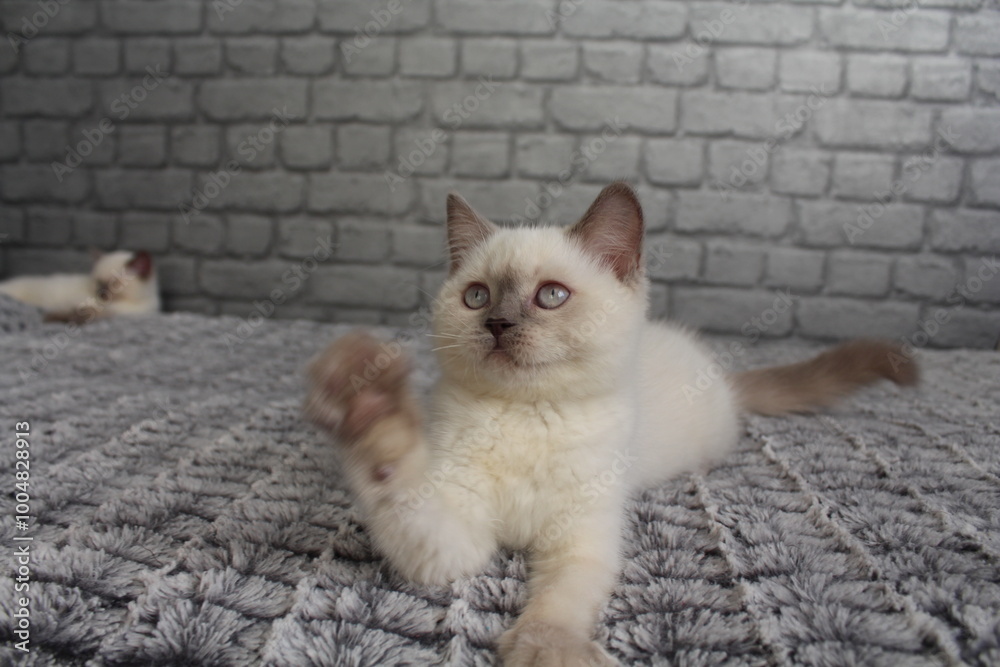Fototapeta premium chatton blanc mignon