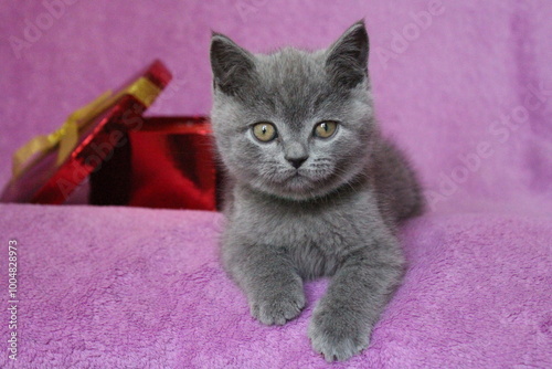 chatton gris mignon photo