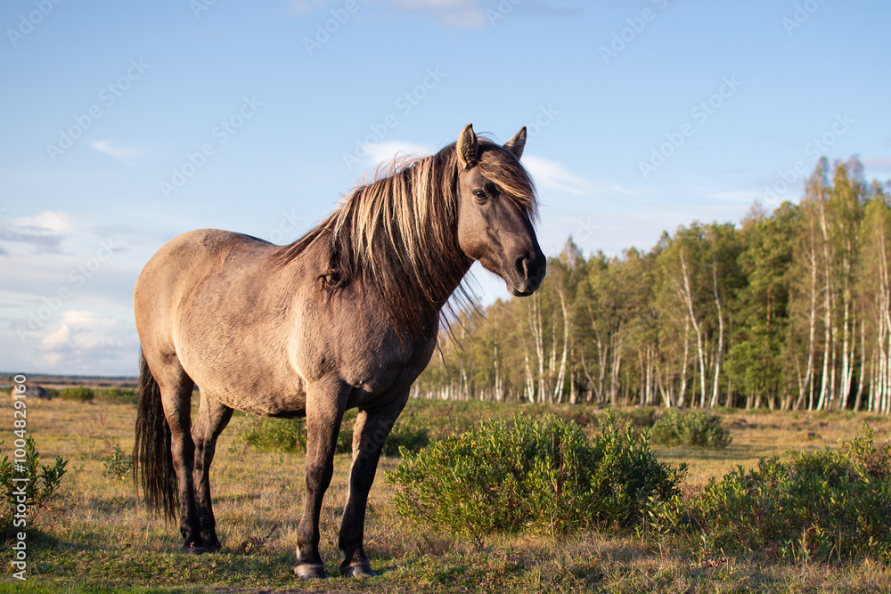Portrait of semi-wild Konik Polski horse at Engure Lake Nature Park, Latvia at autumn Portrait of semi-wild Konik Polski horse at Engure Lake Nature Park, Latvia at autumn