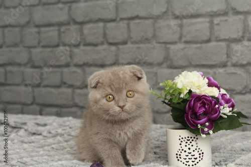 chatton gris mignon photo