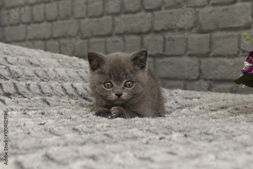 chaton gris allonger et regarde la camera
 photo