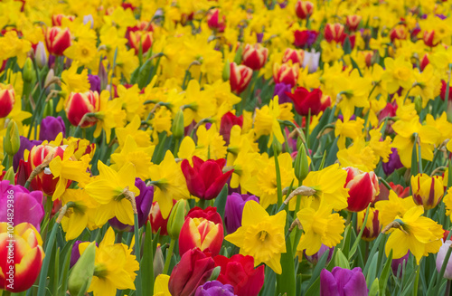 Frühlingswiese Tulpen und Narzissen photo