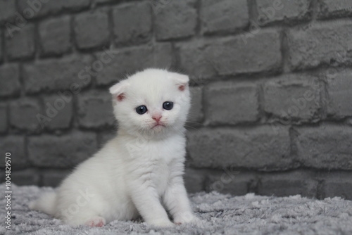 chatton blanc mignon photo