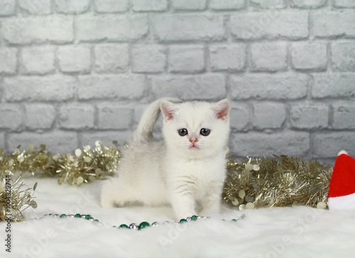 un chatton british mignon avec des decorations de noel derriere lui