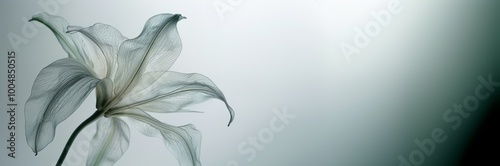 translucent lily flower in gray tones. a place for text with a gradient color in the corner photo