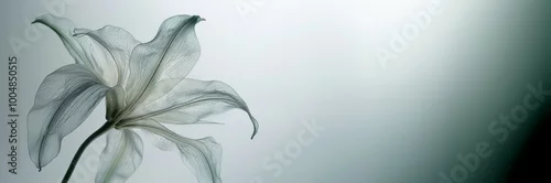 Panel kuchenny z motywem translucent lily flower in gray tones. a place for text with a gradient color in the corner