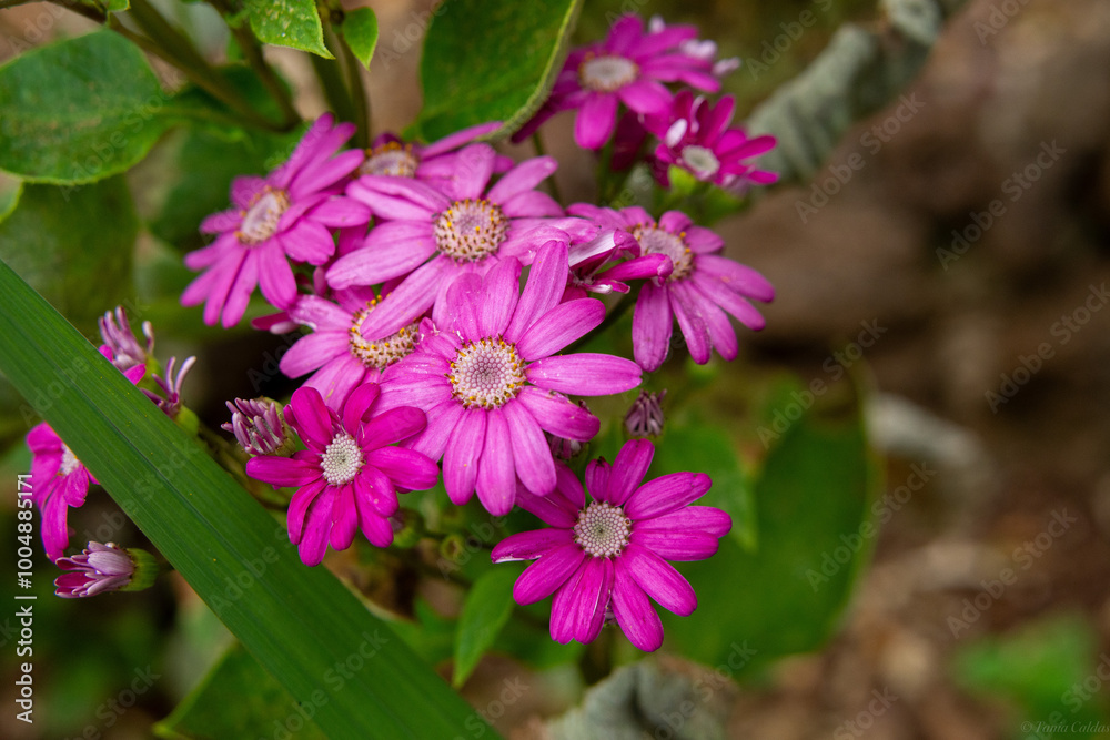 Grupo de flores de cor rosa Grupo de flores de cor rosa
