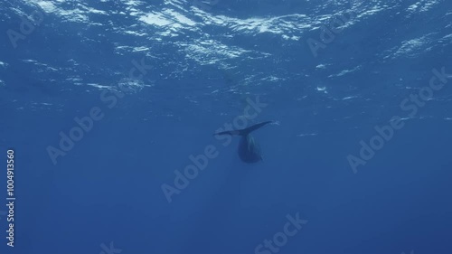 A sperm whale (Physeter macrocephalus) drifts away into the blue depths, just below the surface, creating a serene and majestic scene. Check my portfolio for more whale footage. photo