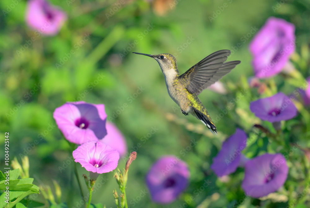 Naklejka premium Ruby-throated hummingbird (Archilochus colubris) hovering near the tievine morning glory flower (Ipomoea cordatotriloba) during migration, Texas, USA