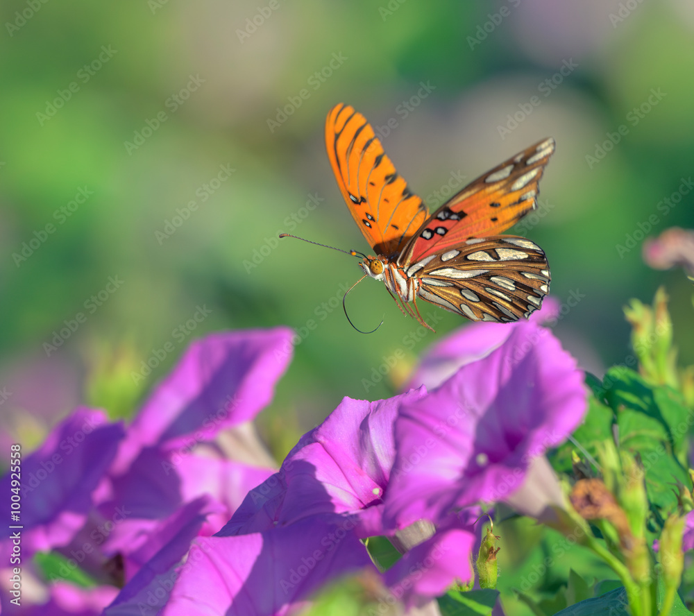 Obraz premium Gulf fritillary or passion butterfly (Dione [Agraulis] vanilla) flying over blooming tievine morning glory (Ipomoea cordatotriloba), Texas, USA.