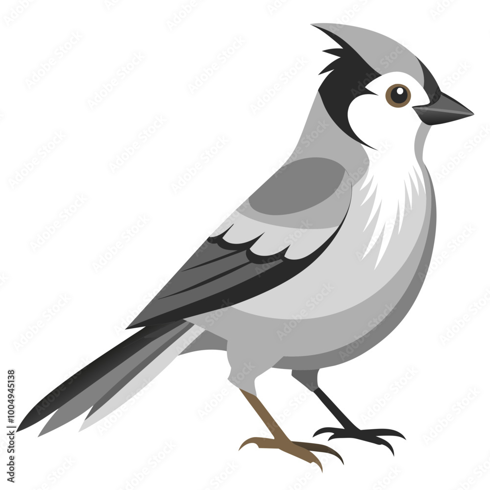 Beauty of Gray Jay High-Quality Vector Illustration Beauty of Gray Jay High-Quality Vector Illustration