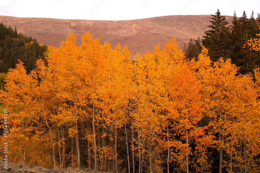 Fototapeta premium Fall Leaves