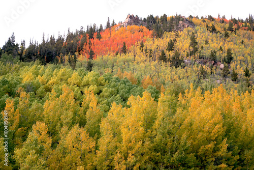 Fall Leaves