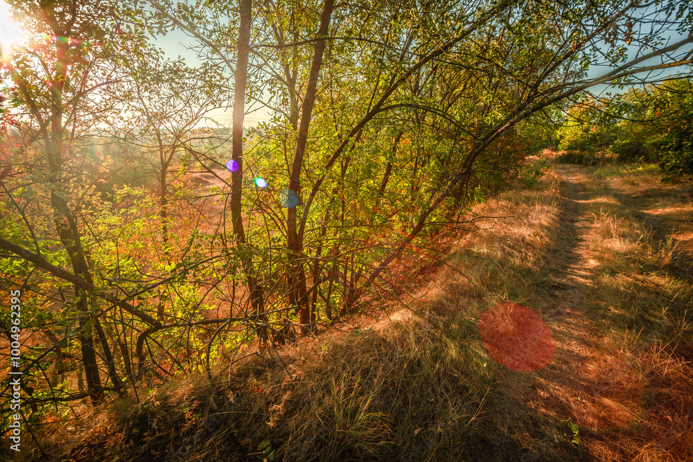 Forest at golden hour in morning lights . Sunrise over the trees and field . Orange trees , autumn beautiful landscape , trees in the lights of the sun .Sunny morning . Warm colors , aesatic lands . Forest at golden hour in morning lights . Sunrise over the trees and field . Orange trees , autumn beautiful landscape , trees in the lights of the sun .Sunny morning . Warm colors , aesatic lands .