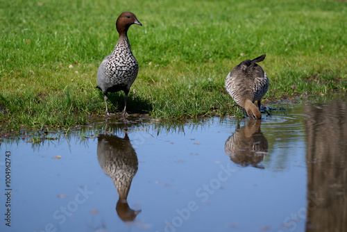 Male Australian wood duck standing on grass beside a puddle, in a park, as a female bird dips its head into the water next to it