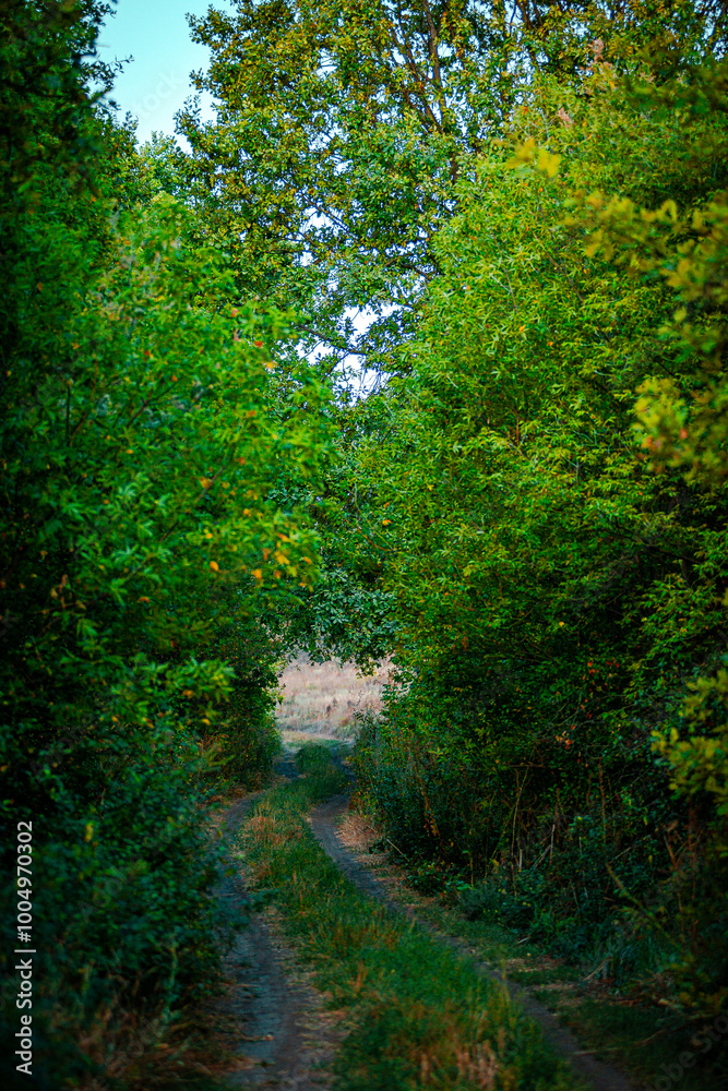 Sunlights in the forest at morning , mystery oak trees . Old trees with green and orange leaves .Autumn colors,green trees .Woodlands at summer morning . Summer beauty .Oak tree with mystery branches Sunlights in the forest at morning , mystery oak trees . Old trees with green and orange leaves .Autumn colors,green trees .Woodlands at summer morning . Summer beauty .Oak tree with mystery branches