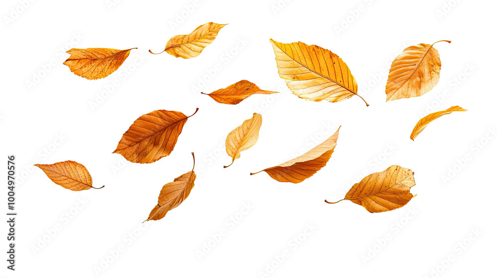 Obraz premium autumn leaves on a transparent background