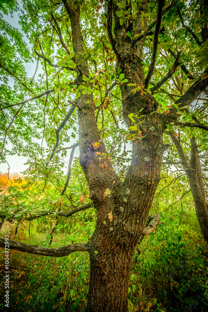 Sunlights in the forest at morning , mystery oak trees . Old trees with green and orange leaves .Autumn colors,green trees .Woodlands at summer morning . Summer beauty .Oak tree with mystery branches Sunlights in the forest at morning , mystery oak trees . Old trees with green and orange leaves .Autumn colors,green trees .Woodlands at summer morning . Summer beauty .Oak tree with mystery branches