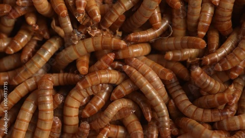 Live Mealworms moving around in a bowl photo