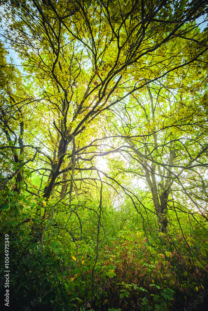 Sunlights in the forest at morning , mystery oak trees . Old trees with green and orange leaves .Autumn colors,green trees .Woodlands at summer morning . Summer beauty .Oak tree with mystery branches Sunlights in the forest at morning , mystery oak trees . Old trees with green and orange leaves .Autumn colors,green trees .Woodlands at summer morning . Summer beauty .Oak tree with mystery branches
