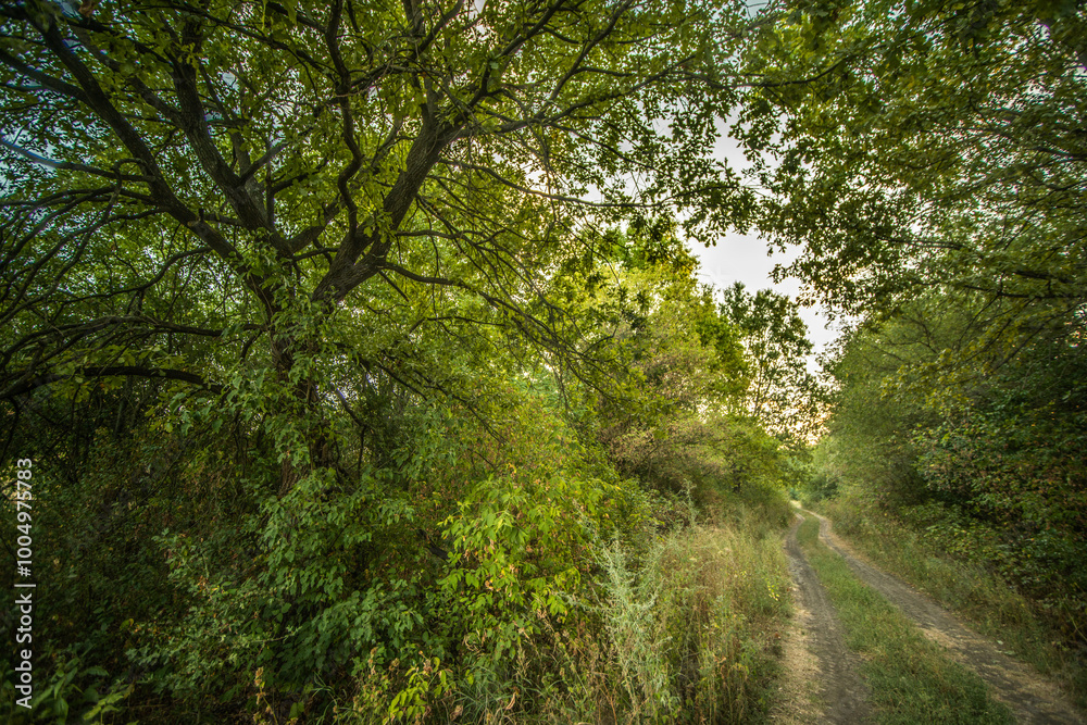 Sunlights in the forest at morning , mystery oak trees . Old trees with green and orange leaves .Autumn colors,green trees .Woodlands at summer morning . Summer beauty .Oak tree with mystery branches Sunlights in the forest at morning , mystery oak trees . Old trees with green and orange leaves .Autumn colors,green trees .Woodlands at summer morning . Summer beauty .Oak tree with mystery branches