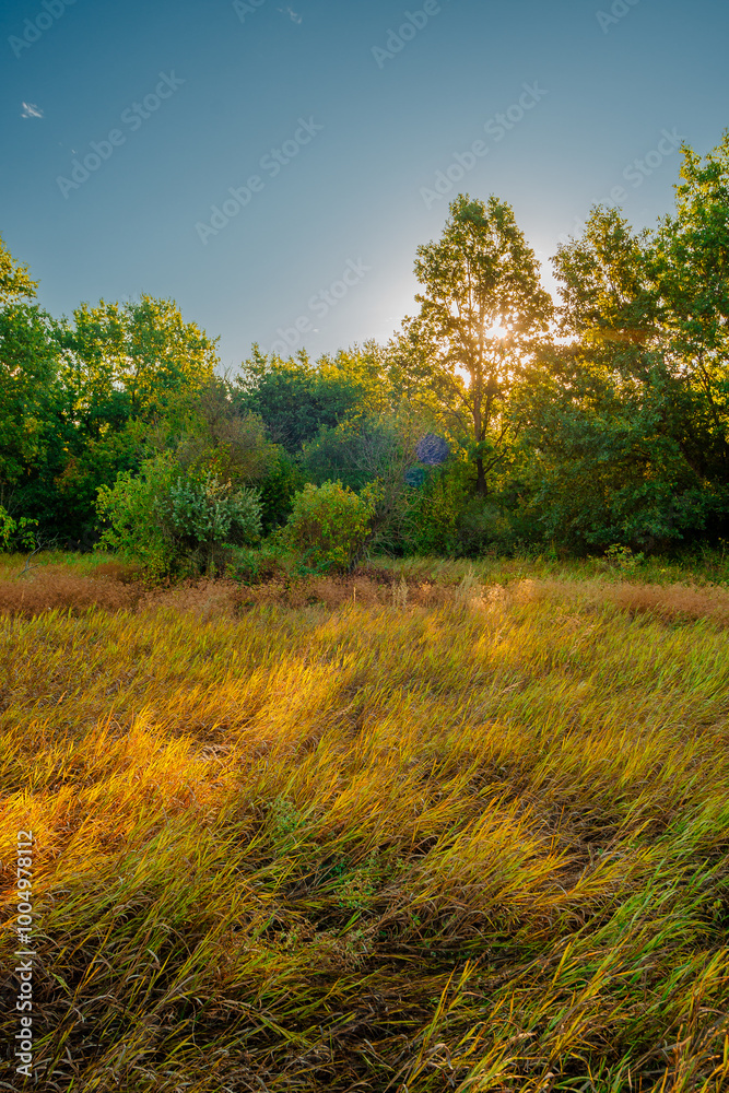 Fototapeta premium Oak trees in forest at summer morning . Autumn colors , Yellow trees with orange leaves. Sunrise over the forest . Beautiful sun,morning in wild nature , blue sky with clouds .Landscape in oak forest.