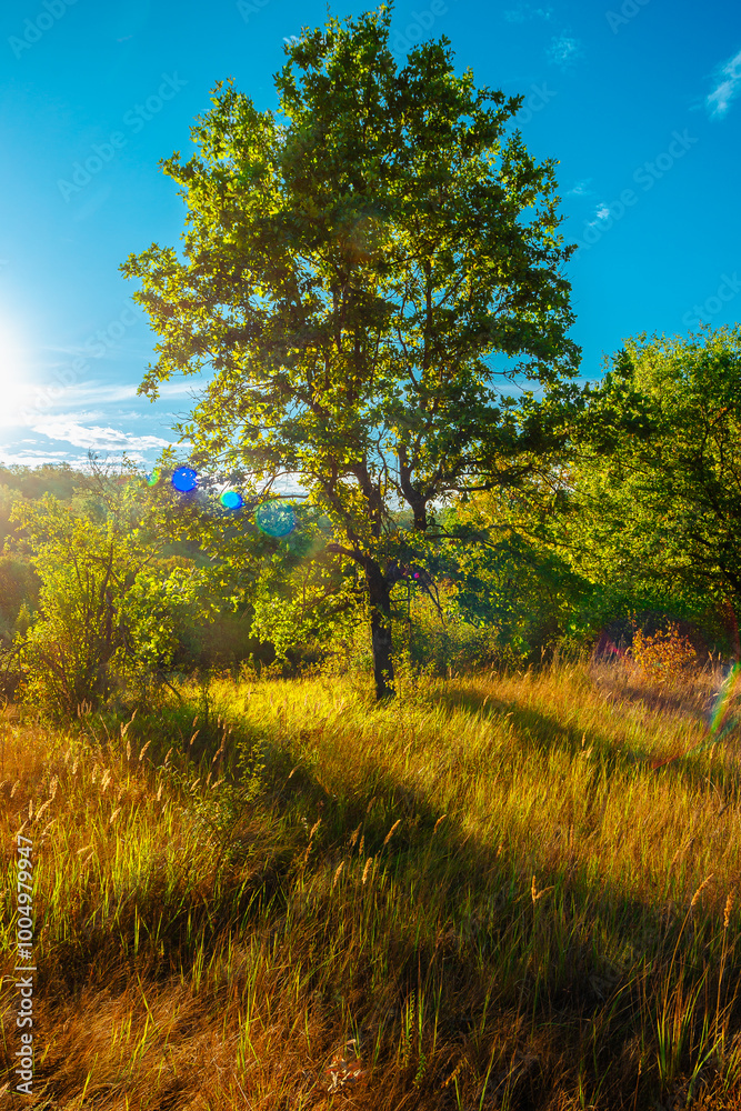 Oak trees in forest at summer morning . Autumn colors , Yellow trees with orange leaves. Sunrise over the forest . Beautiful sun,morning in wild nature , blue sky with clouds .Landscape in oak forest. Oak trees in forest at summer morning . Autumn colors , Yellow trees with orange leaves. Sunrise over the forest . Beautiful sun,morning in wild nature , blue sky with clouds .Landscape in oak forest.