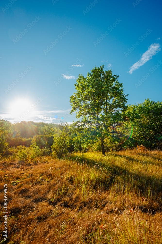 Oak trees in forest at summer morning . Autumn colors , Yellow trees with orange leaves. Sunrise over the forest . Beautiful sun,morning in wild nature , blue sky with clouds .Landscape in oak forest. Oak trees in forest at summer morning . Autumn colors , Yellow trees with orange leaves. Sunrise over the forest . Beautiful sun,morning in wild nature , blue sky with clouds .Landscape in oak forest.