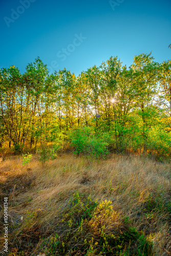 Oak trees in forest at summer morning . Autumn colors , Yellow trees with orange leaves. Sunrise over the forest . Beautiful sun,morning in wild nature , blue sky with clouds .Landscape in oak forest.