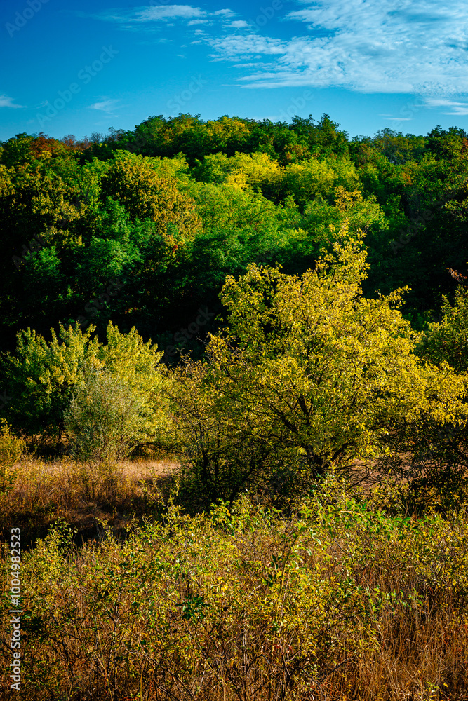 Fototapeta premium Golden sunrise in the forest , morning autumn time . Beautiful landscape with trees . Woodlands in orange colors . Sunrise over the forest . Green grass and leaves , blue sky . Autumn nature 