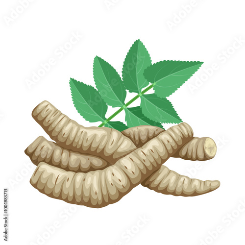 Illustration of skirret or sugar root, scientific name Sium sisarum, isolated on white background.