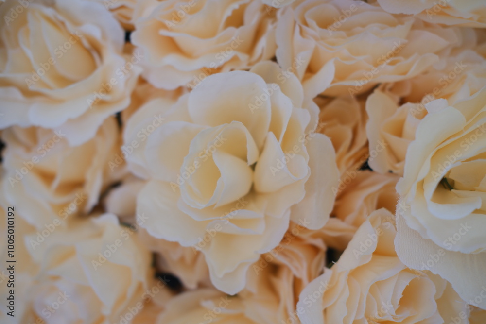 bouquet of white roses, soft focus background. bouquet of white roses, soft focus background.