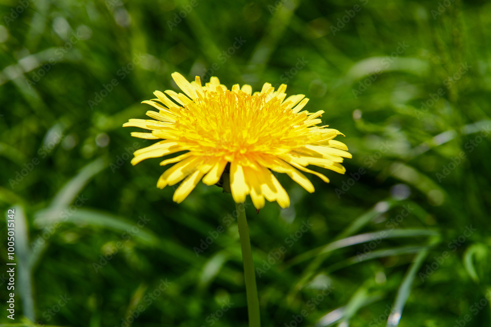 Beautiful yellow dandelion in green grass, closeup Beautiful yellow dandelion in green grass, closeup