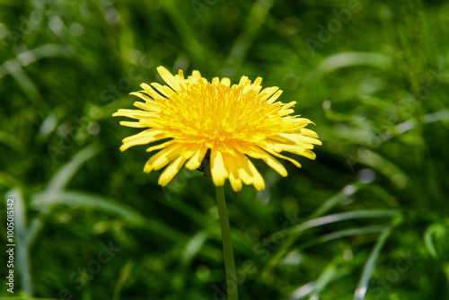 Beautiful yellow dandelion ...
