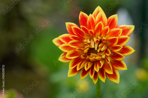 Isolated orange and yellow flowers growing in an outdoor flower garden.